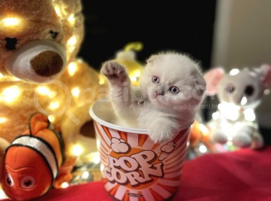 Show Class Scottish Fold