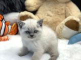 Safkan Irk Garantili British Shorthair