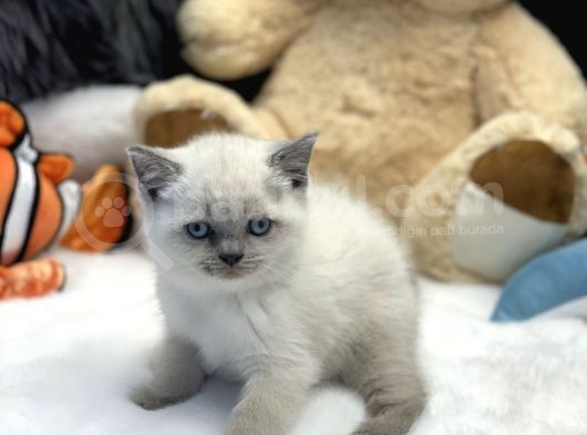 Safkan Irk Garantili British Shorthair