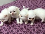 Safkan İran Persian Mavi Göz Şampanya Kürk Özel Irk