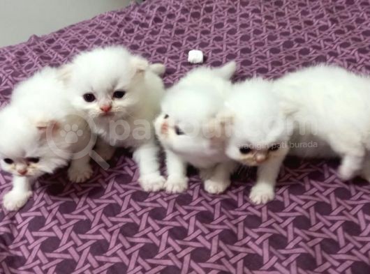 Safkan İran Persian Mavi Göz Şampanya Kürk Özel Irk görsel