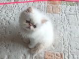 Safkan İran Persian Mavi Göz Şampanya Kürk Özel Irk