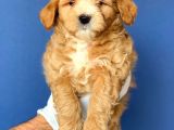 2.5 Aylık Erkek Ve Dişi Maltipoo Yavrular