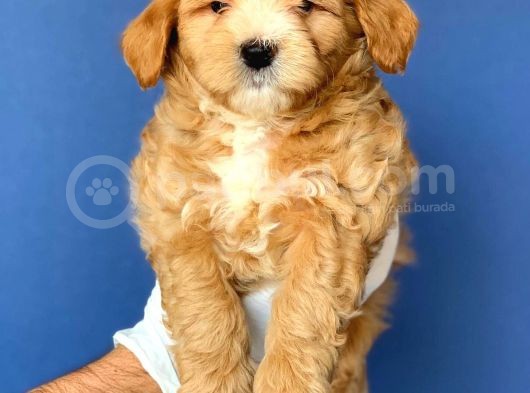 2.5 Aylık Erkek Ve Dişi Maltipoo Yavrular görsel