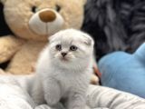 Ayı Surat Scottish Fold