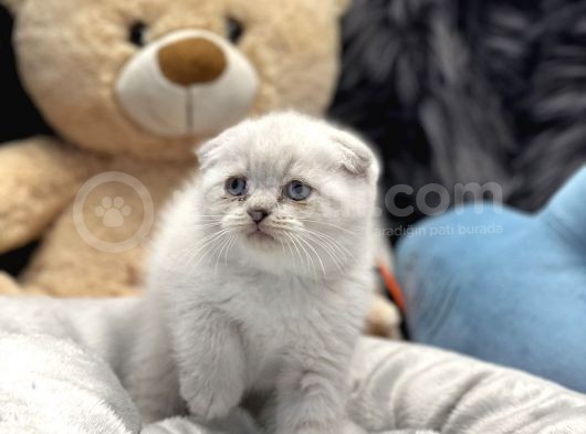 Ayı Surat Scottish Fold
