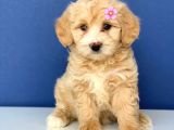 2.5 Aylık Erkek Ve Dişi Maltipoo Yavrular
