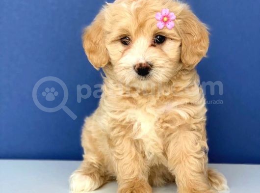 2.5 Aylık Erkek Ve Dişi Maltipoo Yavrular görsel