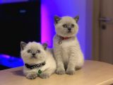 British Shorthair Blue Point
