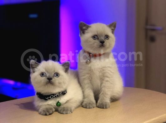 British Shorthair Blue Point
