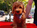 Safkan Toy Poodle Yavrularımız