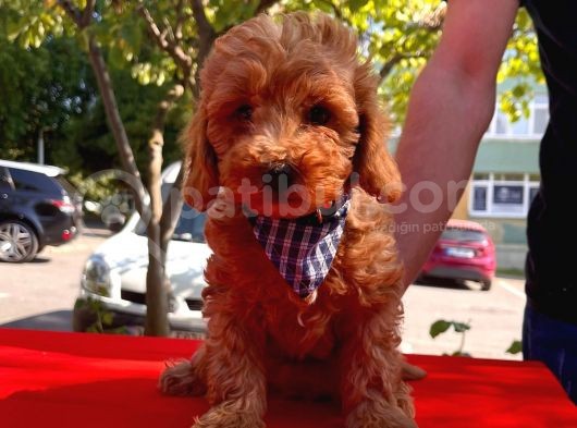 Safkan Toy Poodle Yavrularımız