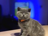 Kül Rengi British Shorthair