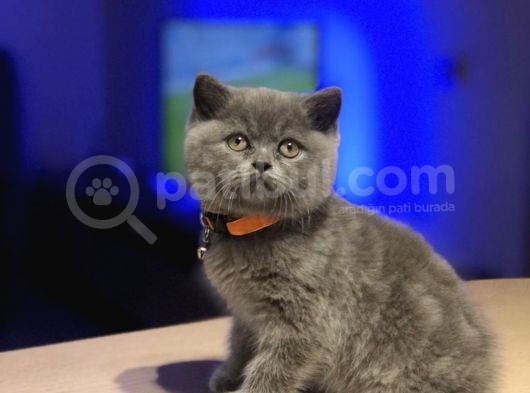 Kül Rengi British Shorthair
