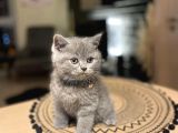 Safkan Irk Garantili British Shorthair