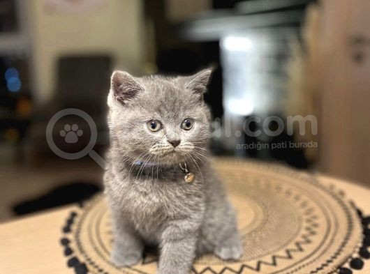 Safkan Irk Garantili British Shorthair