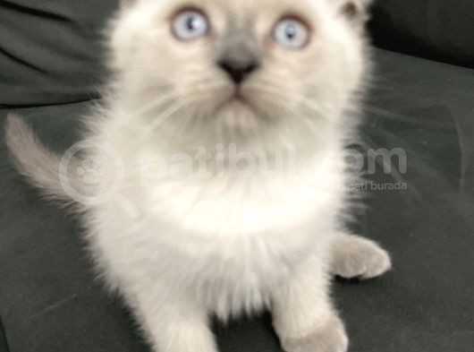 Scotish Fold görsel