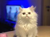 Muhteşem Tüy Yapısına Sahip İran Chinclla