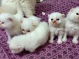 Safkan İran Persian Mavi Göz Şampanya Kürk Özel Irk