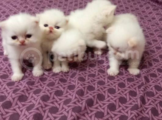 Safkan İran Persian Mavi Göz Şampanya Kürk Özel Irk görsel