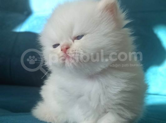 Safkan İran Persian Mavi Göz Şampanya Kürk Özel Irk görsel