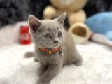 Aa Plus British Shorthair