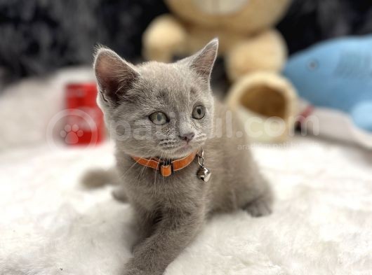 Aa Plus British Shorthair