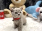 İngiliz Asıllı British Shorthair