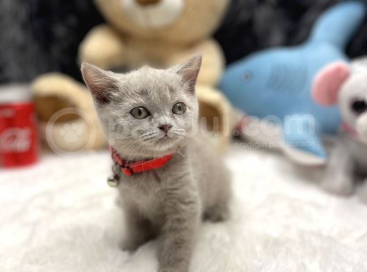 İngiliz Asıllı British Shorthair