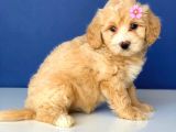 2.5 Aylık Erkek Ve Dişi Maltipoo Yavrular