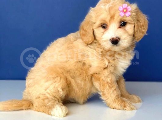 2.5 Aylık Erkek Ve Dişi Maltipoo Yavrular