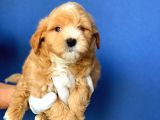 2.5 Aylık Erkek Ve Dişi Maltipoo Yavrular