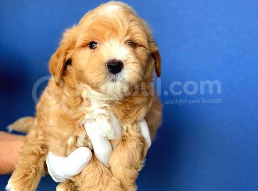 2.5 Aylık Erkek Ve Dişi Maltipoo Yavrular