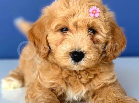 2.5 Aylık Erkek Ve Dişi Maltipoo Yavrular