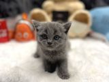 A Plus British Shorthair