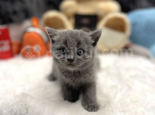 A Plus British Shorthair