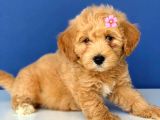 2.5 Aylık Erkek Ve Dişi Maltipoo Yavrular