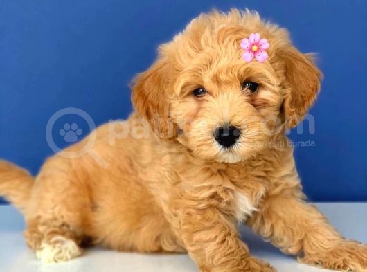 2.5 Aylık Erkek Ve Dişi Maltipoo Yavrular görsel