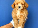 2.5 Aylık Erkek Ve Dişi Maltipoo Yavrular