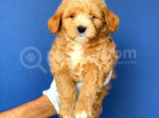 2.5 Aylık Erkek Ve Dişi Maltipoo Yavrular görsel
