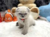 Sıfır Kulak Scottish Fold