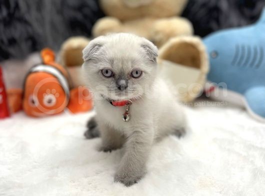 Sıfır Kulak Scottish Fold