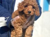 Pasaportlu Poodle Bebeklerimiz