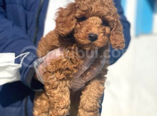 Pasaportlu Poodle Bebeklerimiz görsel