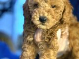 A Kali̇te Poodle Yavrularımız