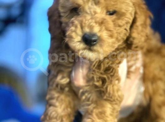 A Kali̇te Poodle Yavrularımız