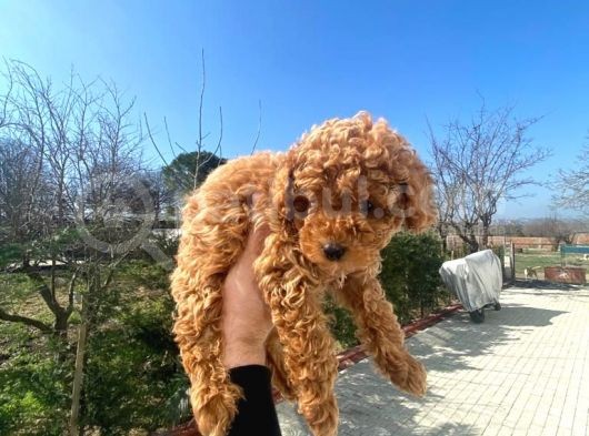 A Kali̇te Poodle Yavrularımız görsel