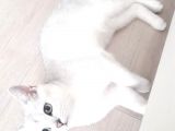 British Shorthair Silver Dışı