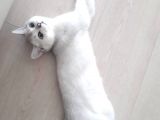 British Shorthair Silver Dışı