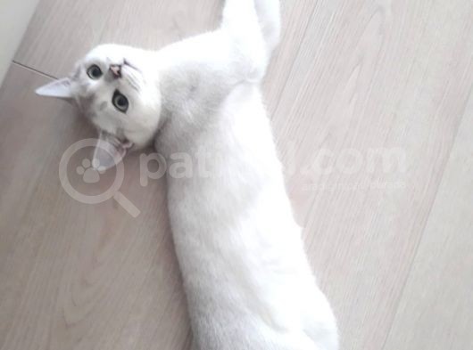 British Shorthair Silver Dışı görsel